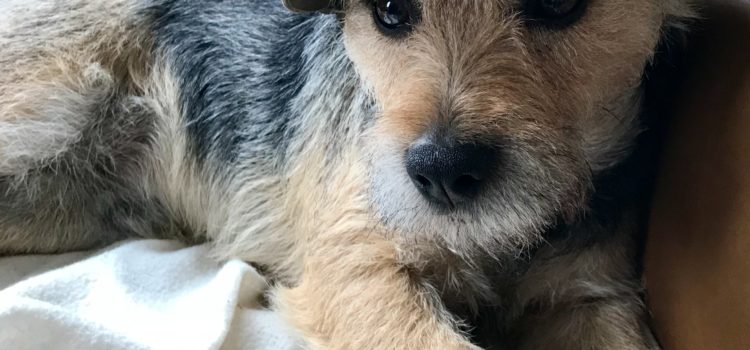 Second draft mode and grumpy – Diary of a Stoke author Second draft mode and grumpy – Diary of a Stoke author